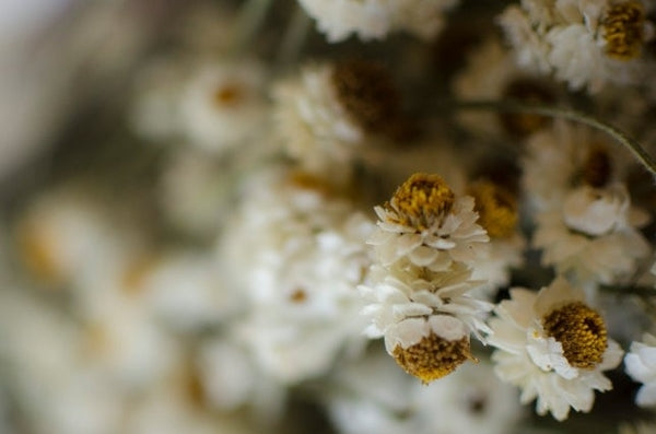 FLOWER FRIDAY // Australian Paper Daisies