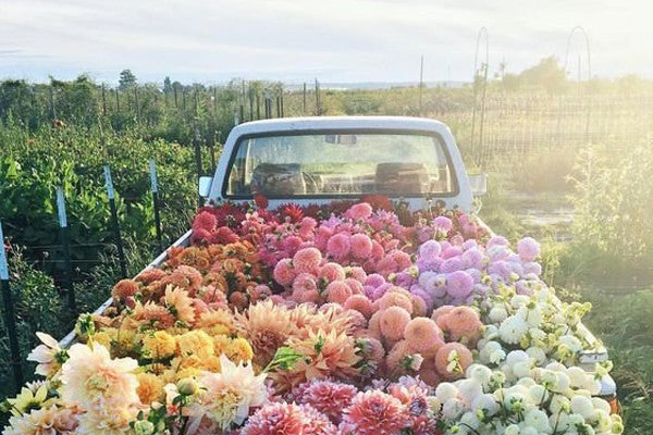 FLOWER FRIDAY // Blooms in Unexpected Places Make the World a Better Place